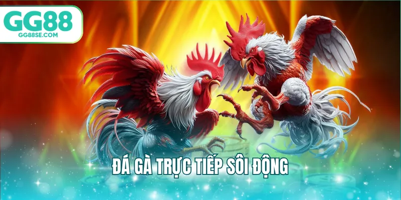 Đá gà trực tiếp sôi động